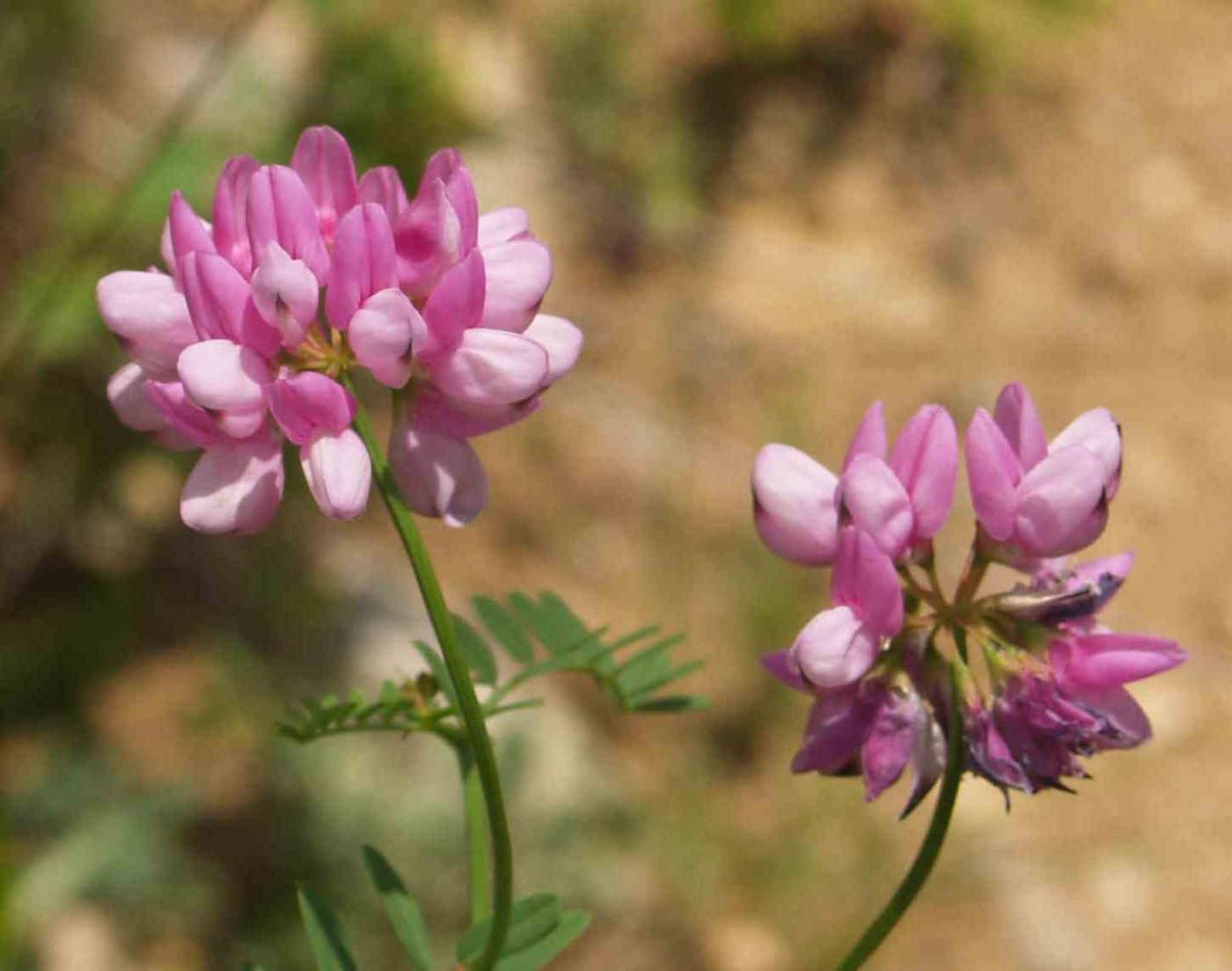 Vetch, Crown flower